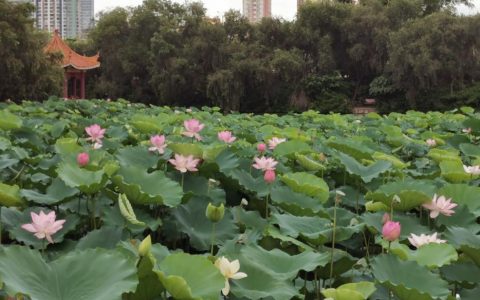 最美的夏天原来在这里！深圳荷花展