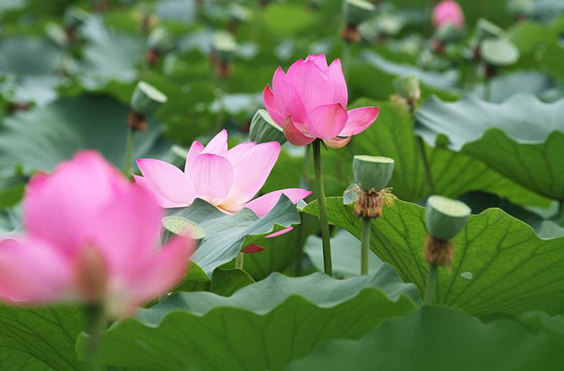 涟漪夏艳里不沾世俗的芙蕖香荷——古莲花池