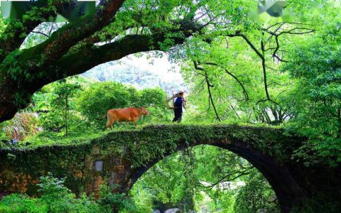 羊台山森林公园：深圳西北部的天然氧吧和绿色宝库