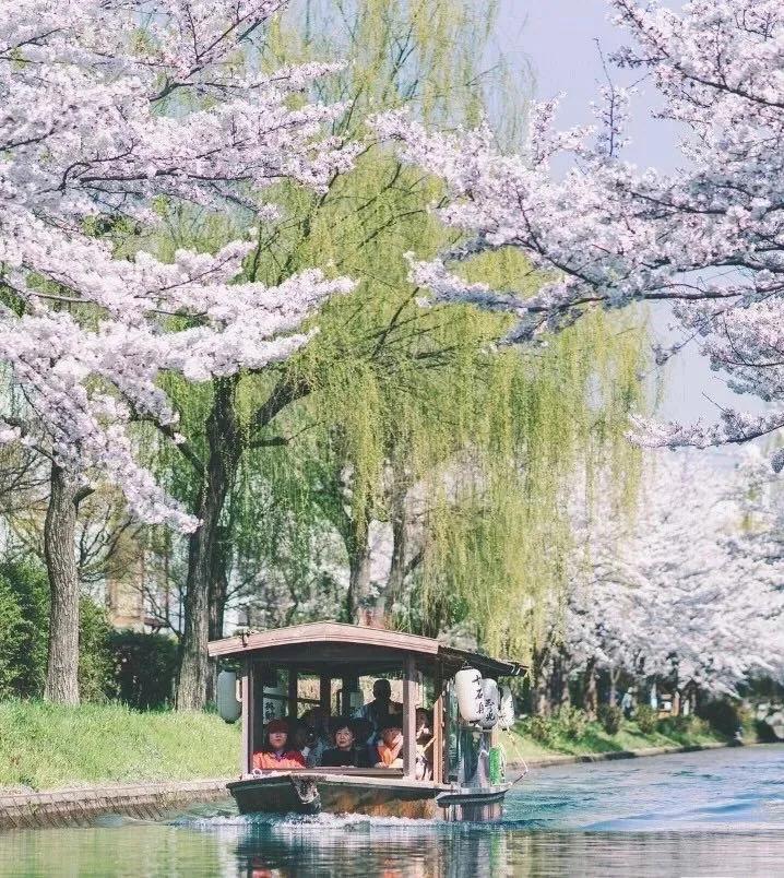 去日本遇见京都——叹那止不住的春色