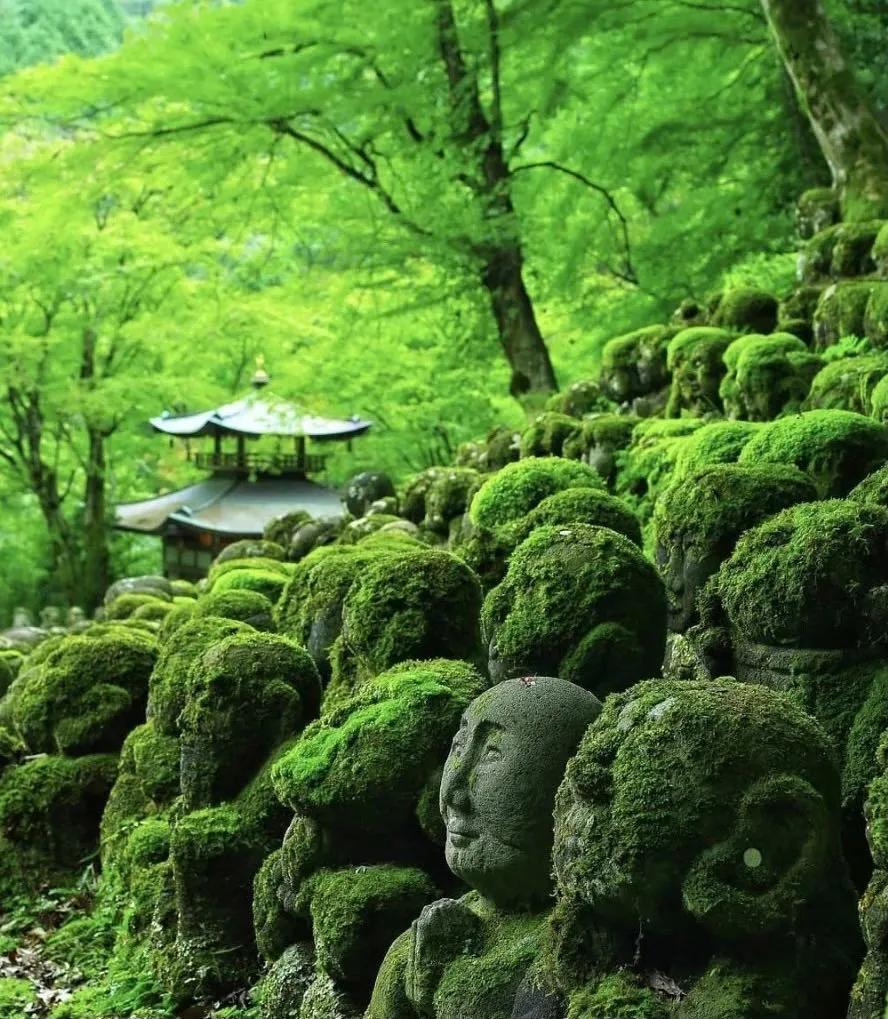 去日本遇见京都——叹那止不住的春色