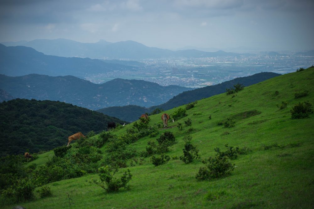 大姆山草场