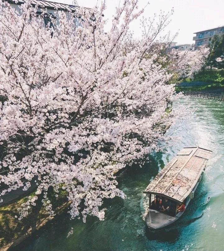 去日本遇见京都——叹那止不住的春色