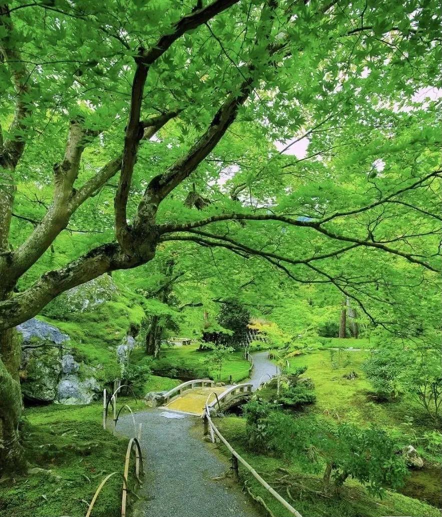 去日本遇见京都——叹那止不住的春色