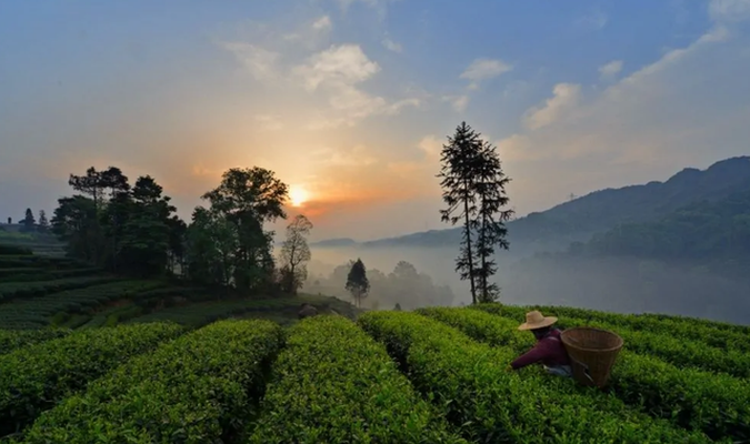 双河乡骑龙村：名山区的生态明珠