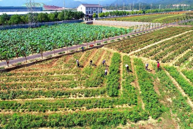 德惠市大青咀镇排子沟村农业园：乡土农家风味的全新体验