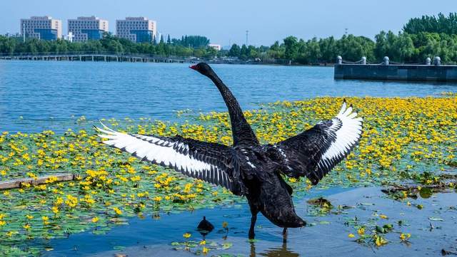 莲花湖公园：汉阳旅游城的诗意绿洲