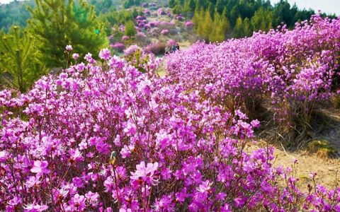 杜鹃山景区：漫步杜鹃海洋，尽享壮丽山色