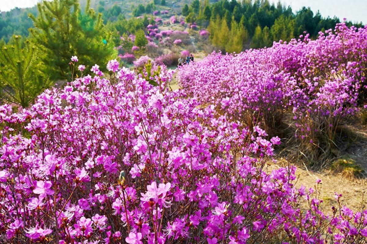 杜鹃山景区：漫步杜鹃海洋，尽享壮丽山色