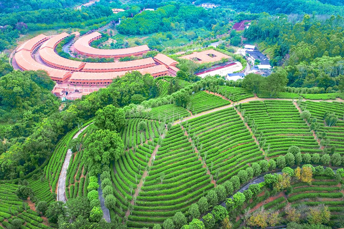 雁南飞茶田景区