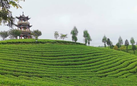 茶海之心：绿意盎然的有机茶天堂