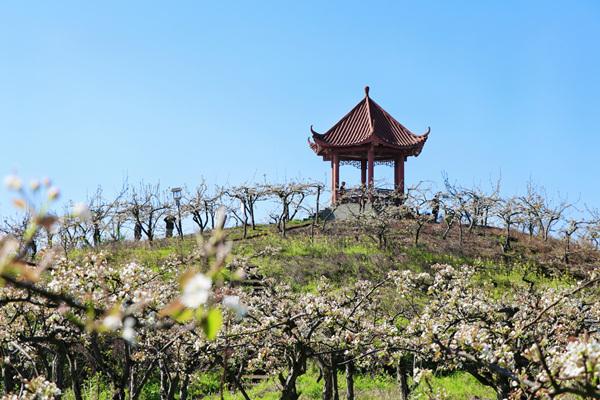 永新梨花山：AAA级景区中的农业与旅游完美融合