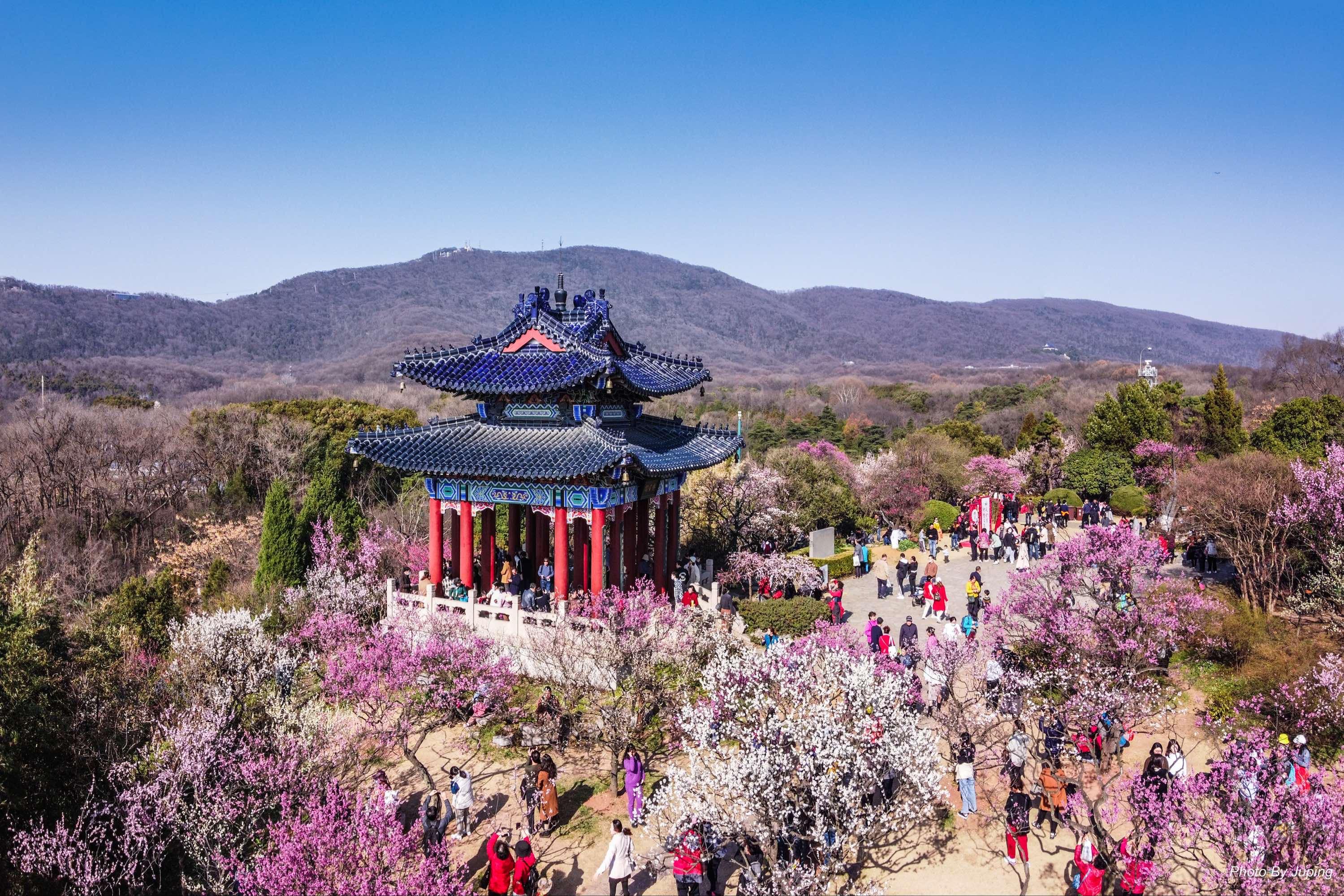 南京梅花山：香雪海的文化之旅