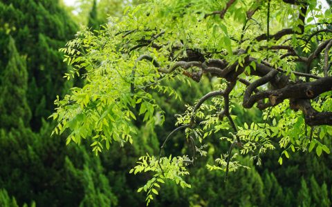 探访日本京都的神秘之塔：戒光寺的塔头——泉涌寺