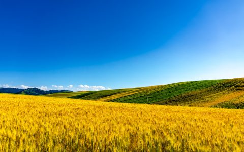 石嘴山三五排入黄段人工湿地：生态修复的典范，银川市亮丽风景线