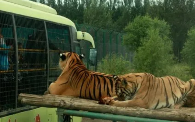 探访辽宁怪坡东北虎园：人工饲育下的野性猛兽